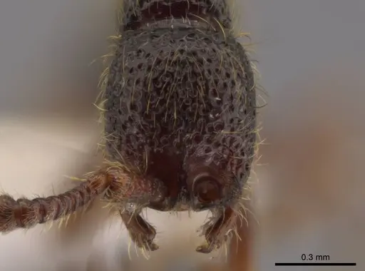 Syscia setosa specimen