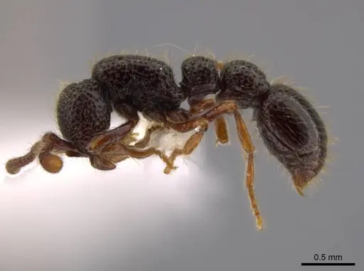 Syscia setosa - CASENT0609798