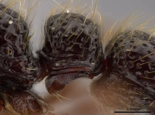 Syscia setosa - CASENT0609798