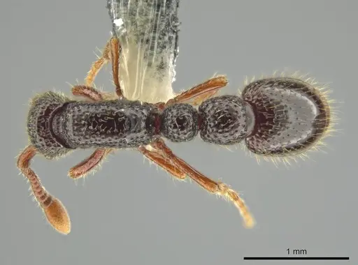 Syscia setosa - CASENT0640468