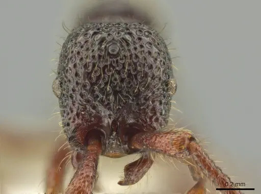 Syscia setosa - CASENT0640468