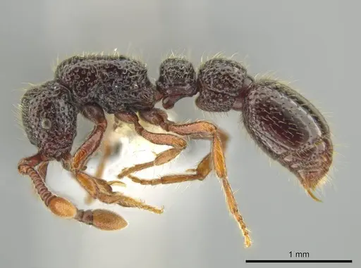 Syscia setosa - CASENT0640468