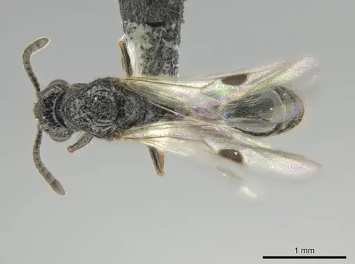 Syscia setosa - CASENT0640810