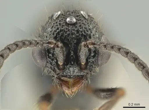 Syscia setosa - CASENT0640810