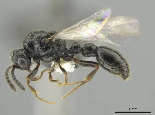 Syscia setosa - CASENT0640810