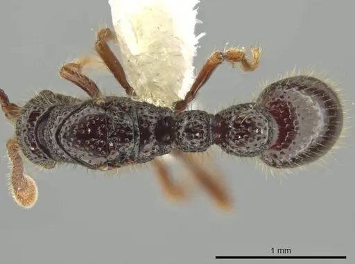 Syscia setosa - CASENT0644334