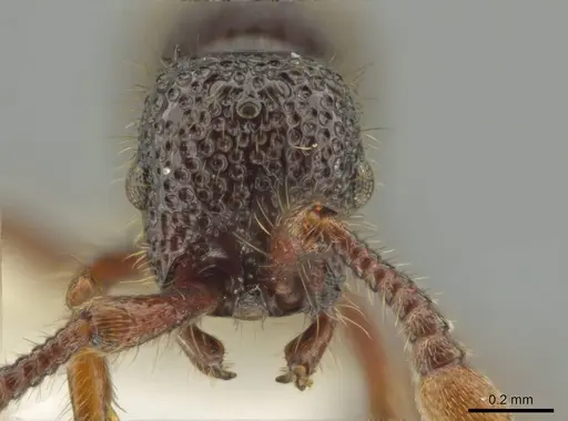 Syscia setosa - CASENT0644334