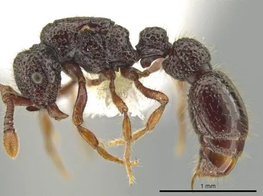 Syscia setosa - CASENT0644334