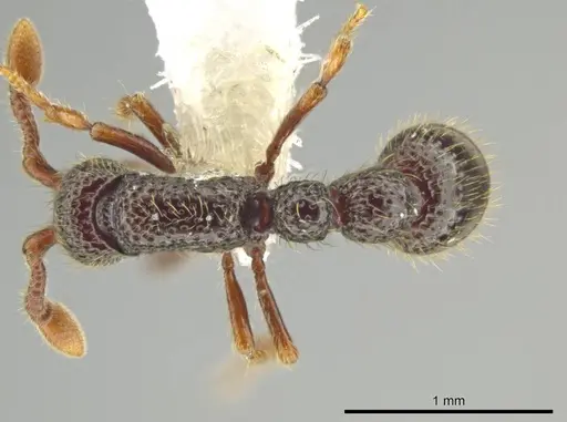 Syscia setosa - CASENT0644335