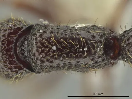 Syscia setosa - CASENT0644335