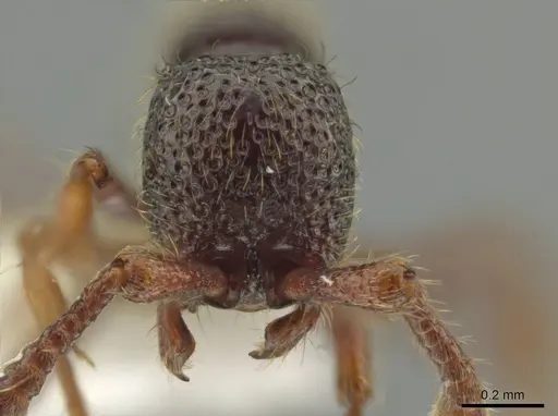 Syscia setosa - CASENT0644335