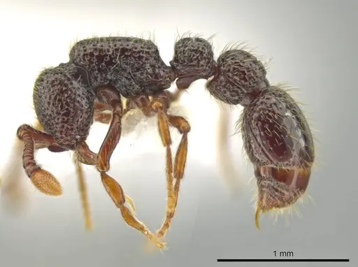 Syscia setosa - CASENT0644335