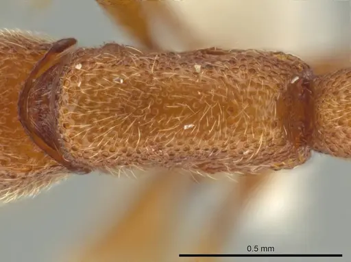 Syscia sumnichti specimen