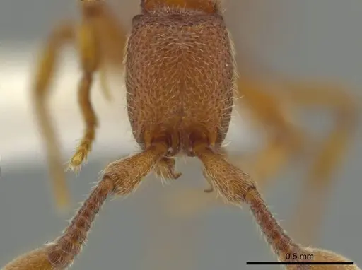 Syscia sumnichti specimen