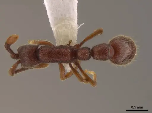 Syscia sumnichti - CASENT0623895