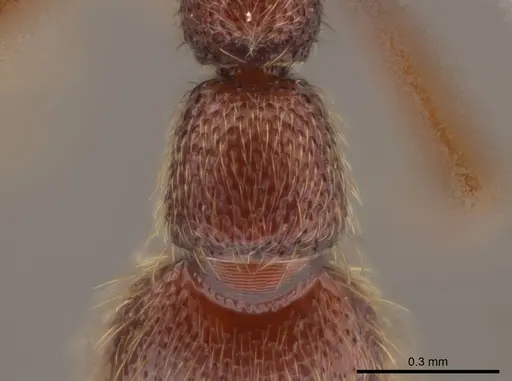 Syscia sumnichti - CASENT0623895