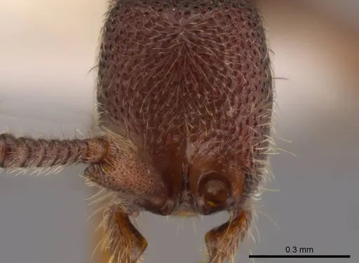 Syscia sumnichti - CASENT0623895