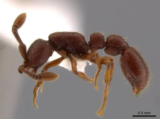 Syscia sumnichti - CASENT0623895