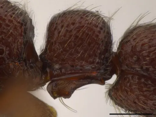 Syscia sumnichti - CASENT0623895