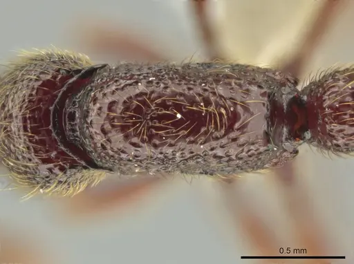 Syscia ticomontana specimen