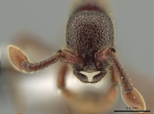 Syscia ticomontana specimen