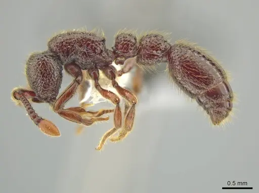 Syscia ticomontana specimen