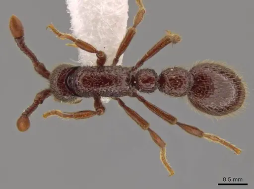 Syscia ticomontana - INB0003668201