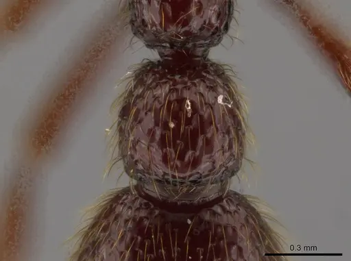 Syscia ticomontana - INB0003668201