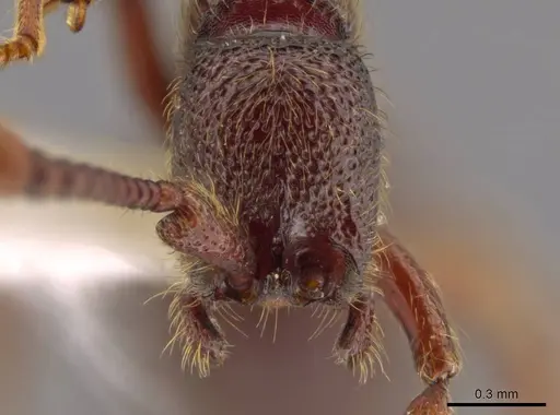 Syscia ticomontana - INB0003668201