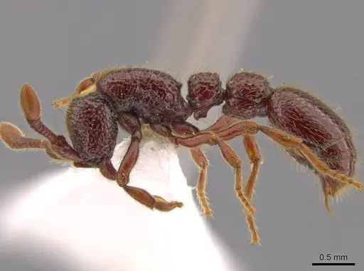 Syscia ticomontana - INB0003668201