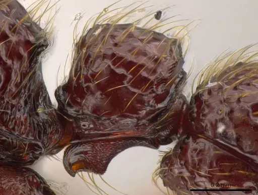 Syscia ticomontana - INB0003668201