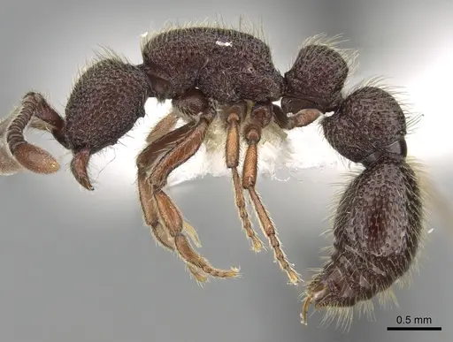 Syscia tolteca specimen