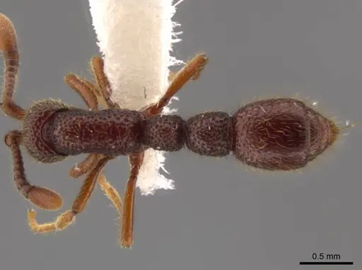 Syscia tolteca - CASENT0611200