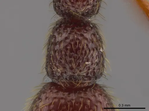 Syscia tolteca - CASENT0611200