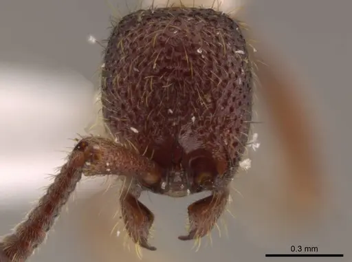 Syscia tolteca - CASENT0611200