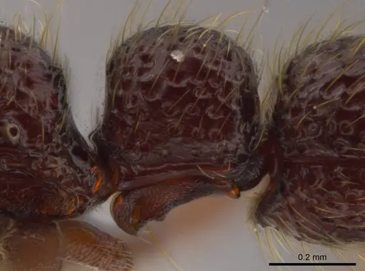 Syscia tolteca - CASENT0611200