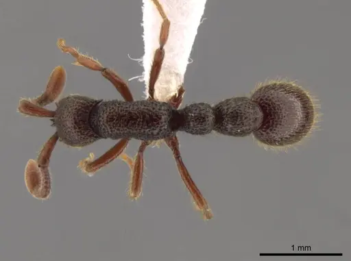 Syscia tolteca - CASENT0618422