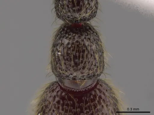 Syscia tolteca - CASENT0618422