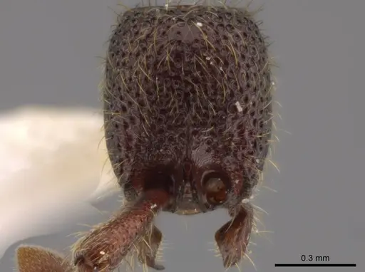 Syscia tolteca - CASENT0618422