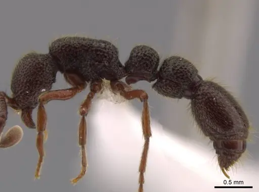 Syscia tolteca - CASENT0618422