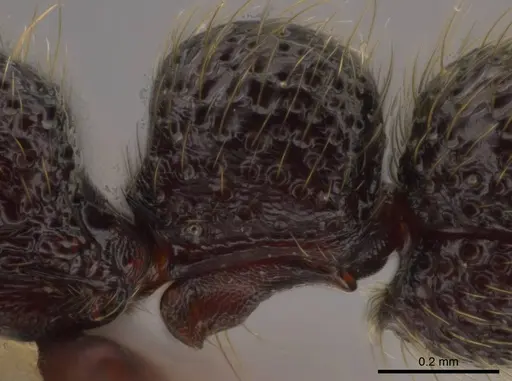 Syscia tolteca - CASENT0618422