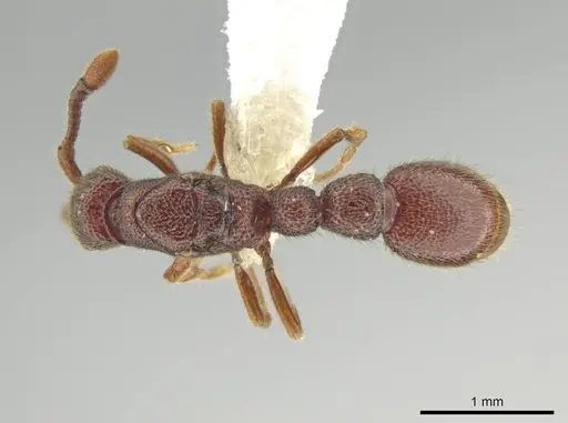 Syscia tolteca - CASENT0644415