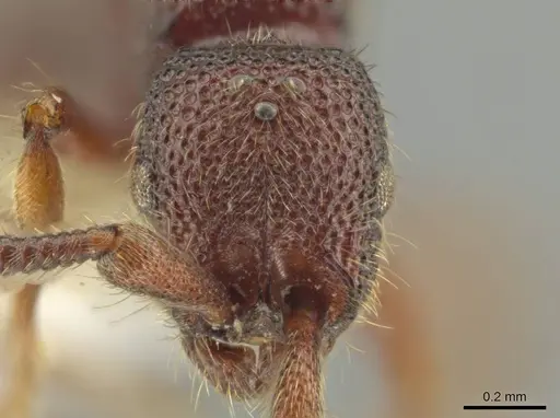 Syscia tolteca - CASENT0644415