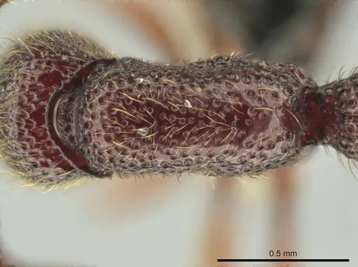 Syscia tolteca - CASENT0644416