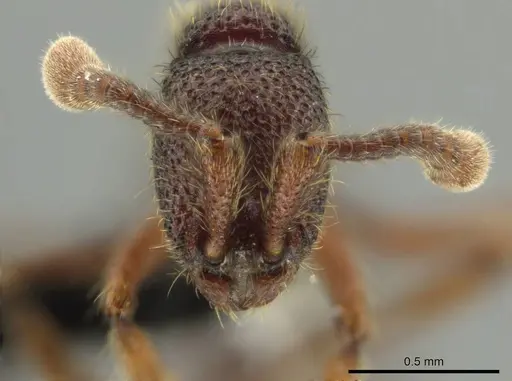 Syscia tolteca - CASENT0644416