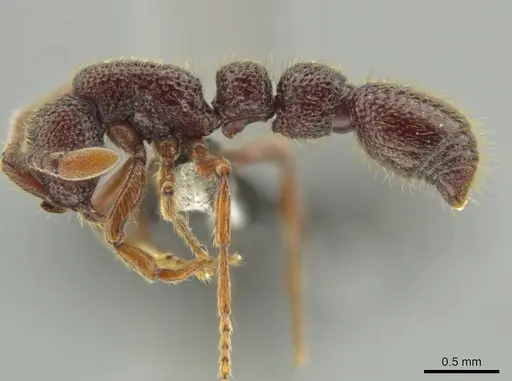 Syscia tolteca - CASENT0644416