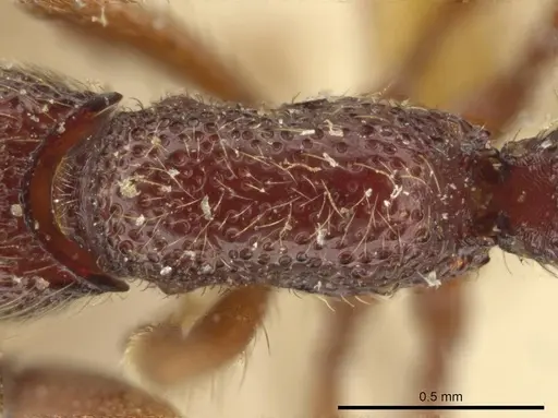 Syscia tolteca - CASENT0644430