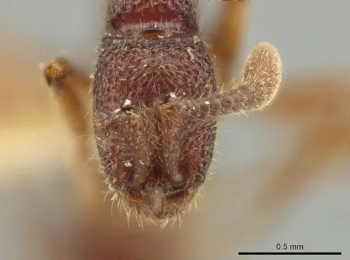 Syscia tolteca - CASENT0644430