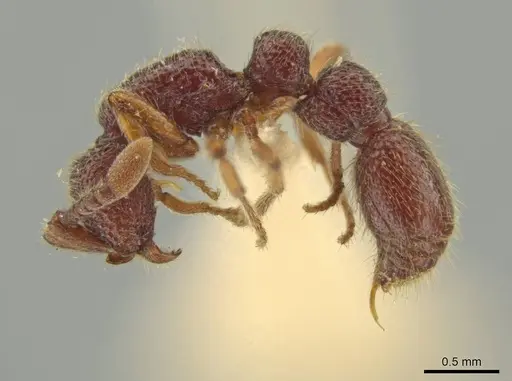 Syscia tolteca - CASENT0644430