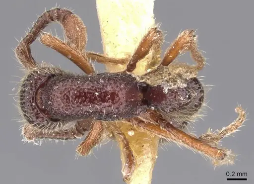 Syscia tolteca - CASENT0907056